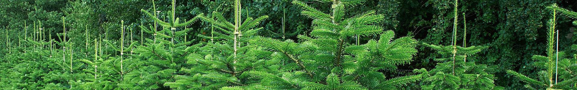 knusning og rodfræsning af juletræer